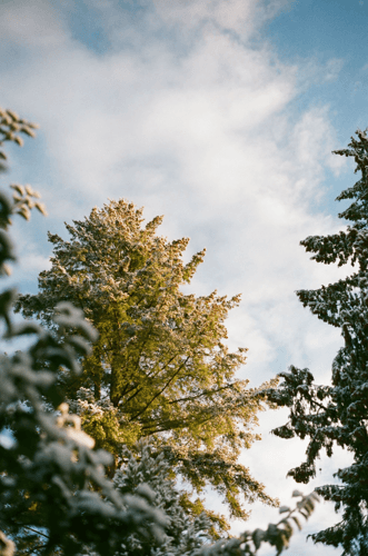 forest wedding